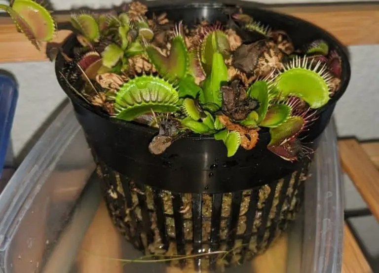 Is Algae Harmful for Venus Fly Trap? Plus How To Combat It Venus