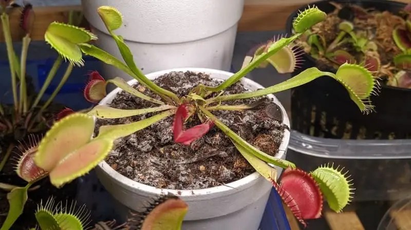 My Venus Flytrap Has Mold What To Do and Easy Fixes Venus Flytrap World