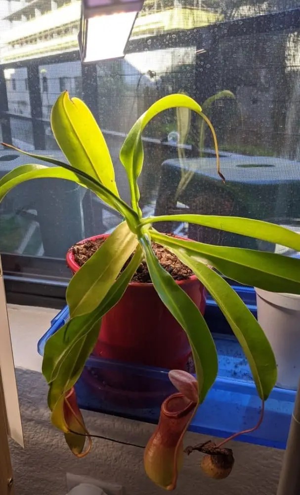 How to Care for Pitcher Plants Indoors Growing Guide Venus Flytrap