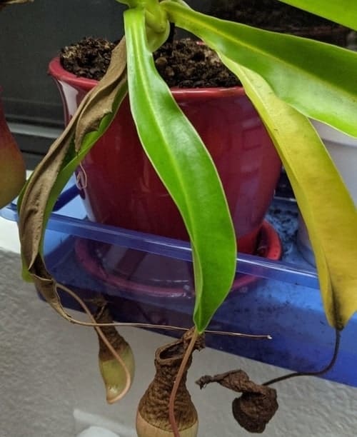 Why Is My Pitcher Plant Turning Black? Venus Flytrap World
