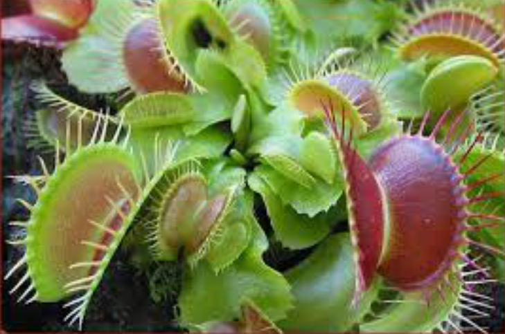 En peligro de extinción 46 de especies vegetales en México UNAM