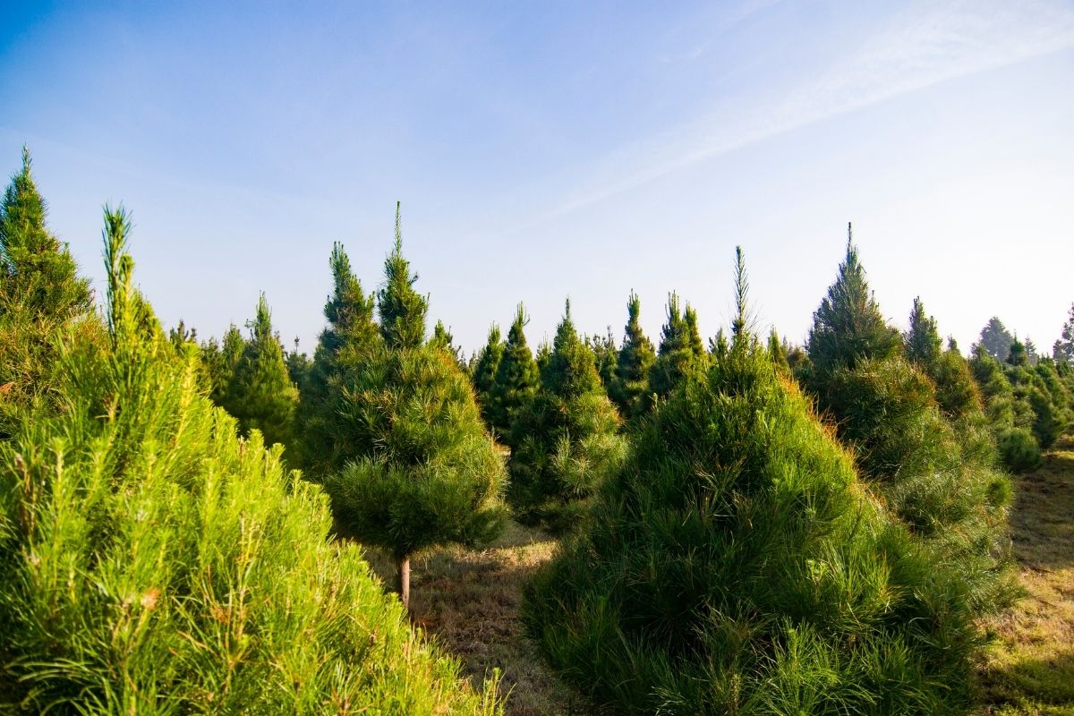 10 Best Christmas Tree Farms In Pennsylvania