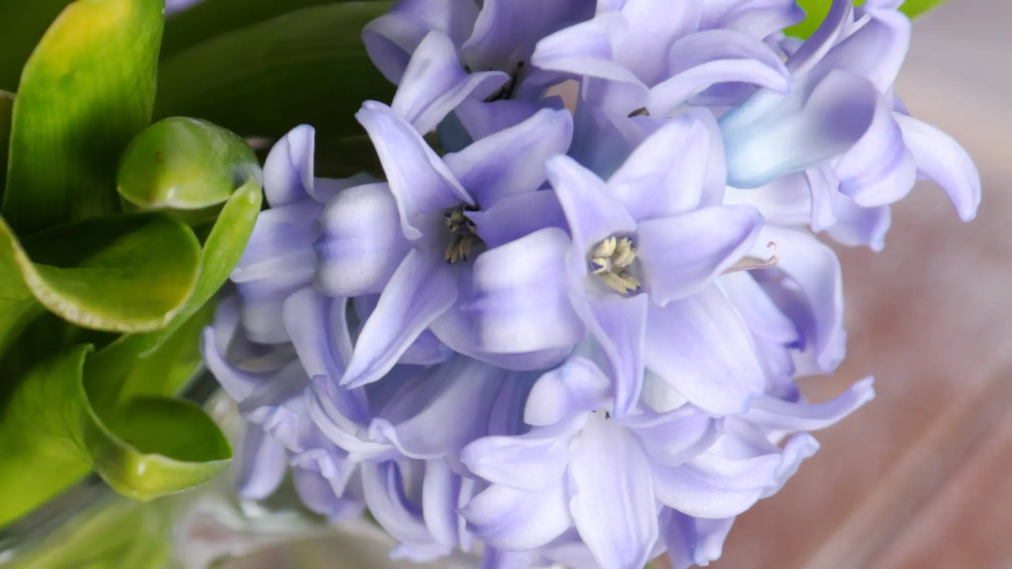 Hyacinth As Cut Flowers Best Flower Site