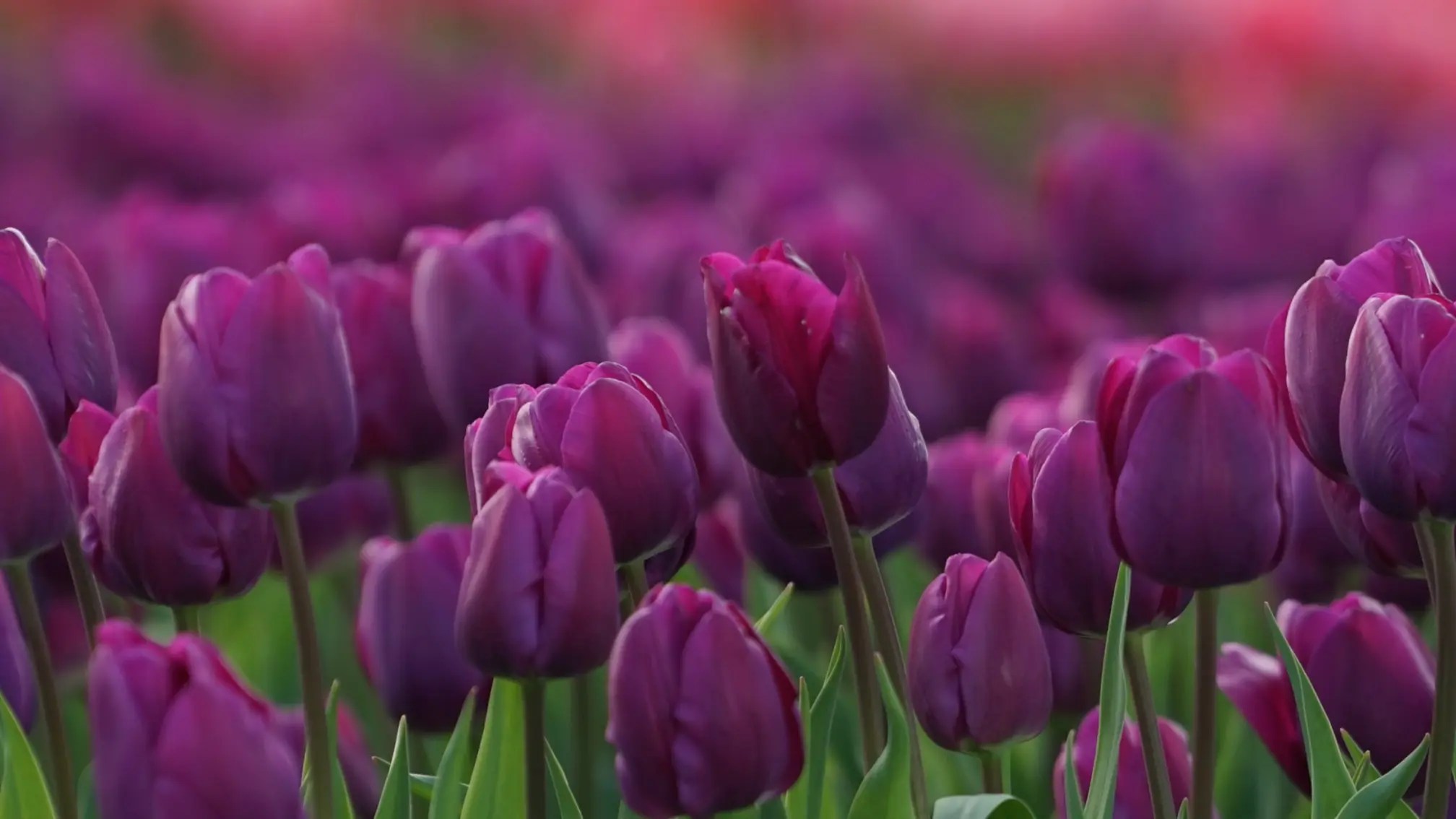 Tulips (Tulipa) Characteristics, Care Tips & Tulip Bouquets Verbeek & Bol