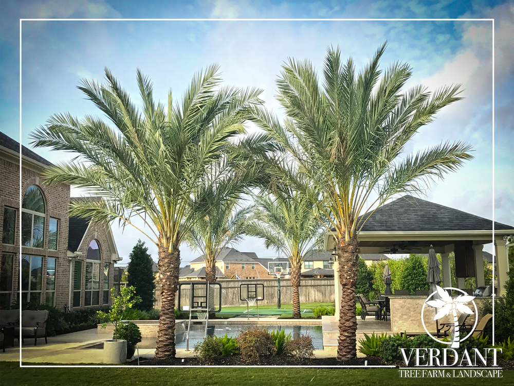 4 corners!! Verdant Tree Farm Houston, TX