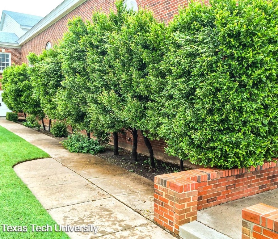 Cherry Laurel Verdant Tree Farm Houston, TX