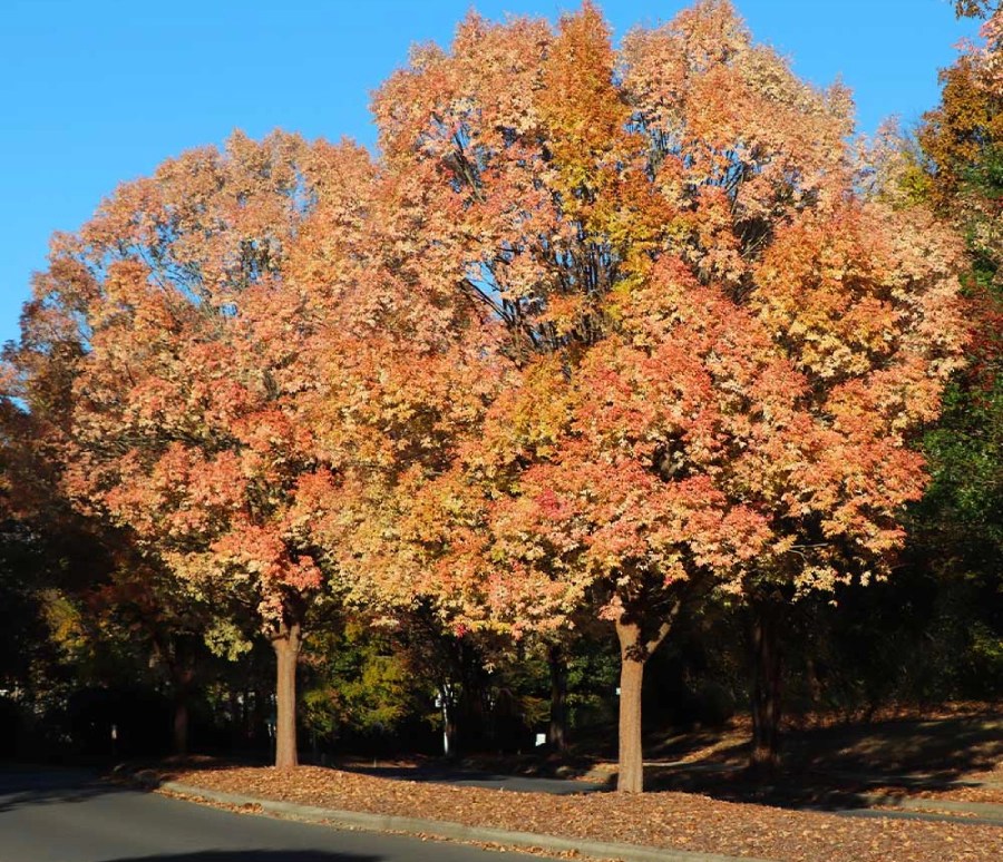 Lacebark Elm Verdant Tree Farm Houston, TX