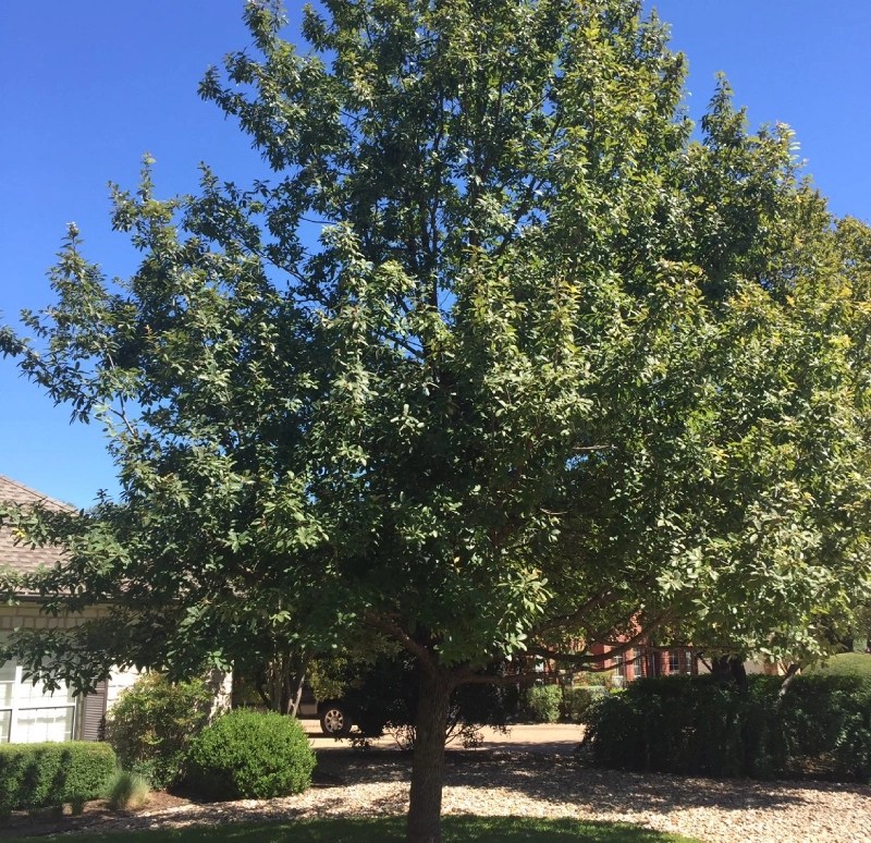 Monterrey Oak Verdant Tree Farm Houston, TX