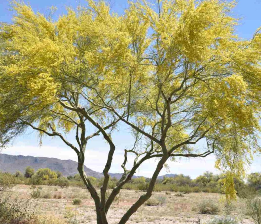 Palo Verde Verdant Tree Farm Houston, TX