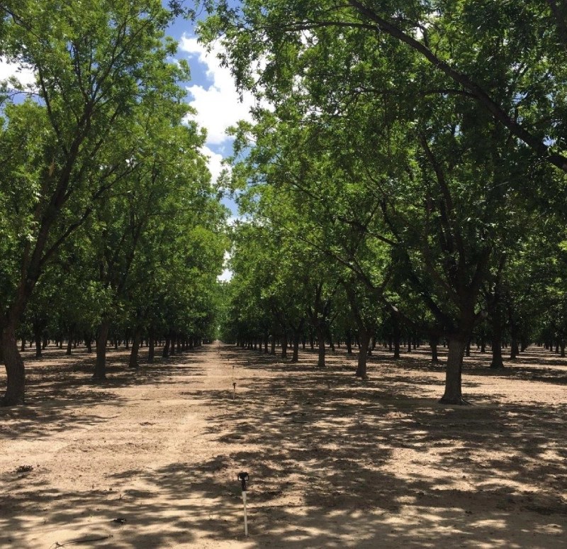 PECAN HOUSTON Verdant Tree Farm and Landscape