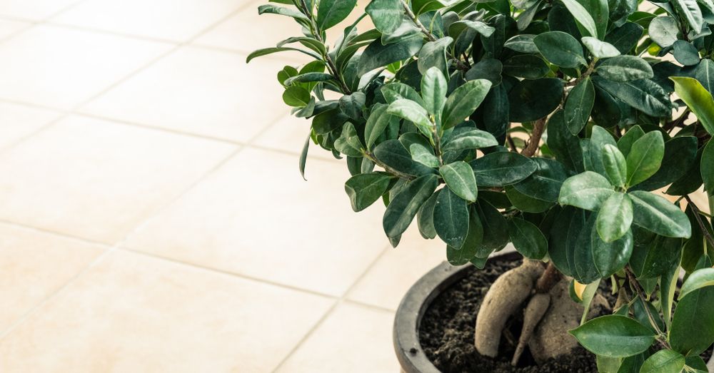 Cuidados del Ficus Ginseng Blog Verdecora
