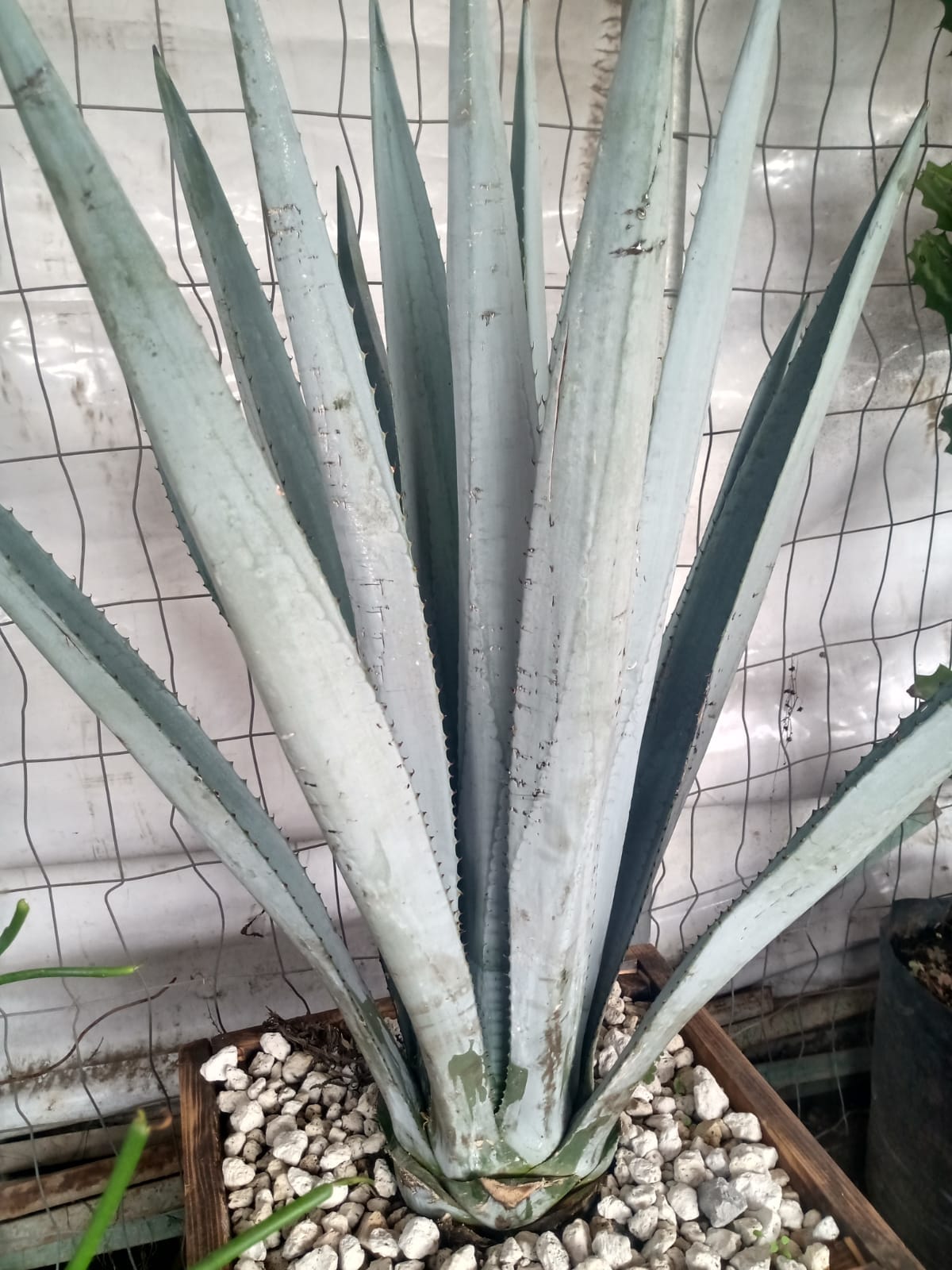 Agave Azul chico