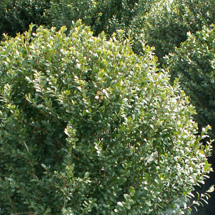 Compacta Holly VerdeGo