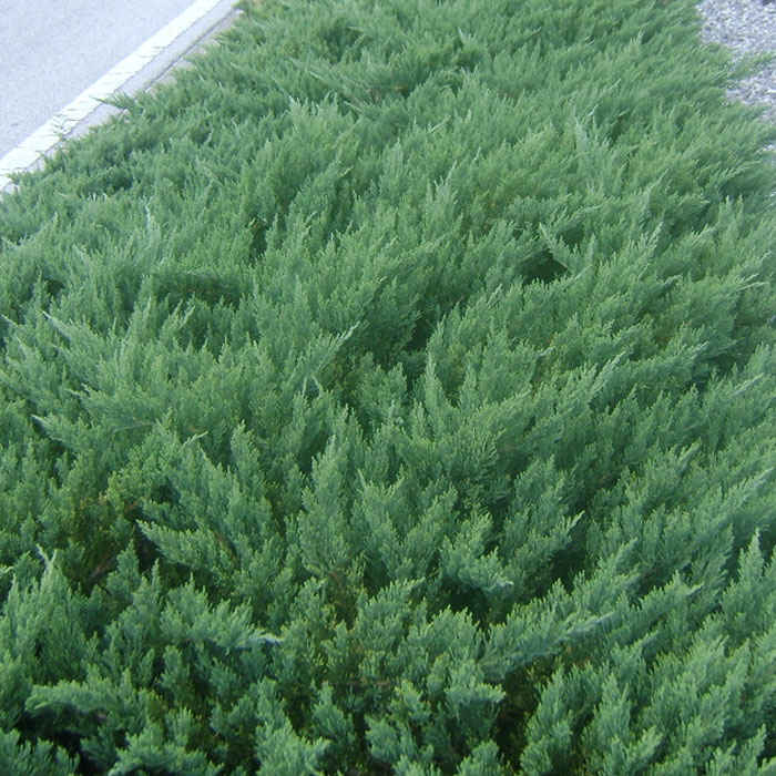 Juniper Parsoni VerdeGo