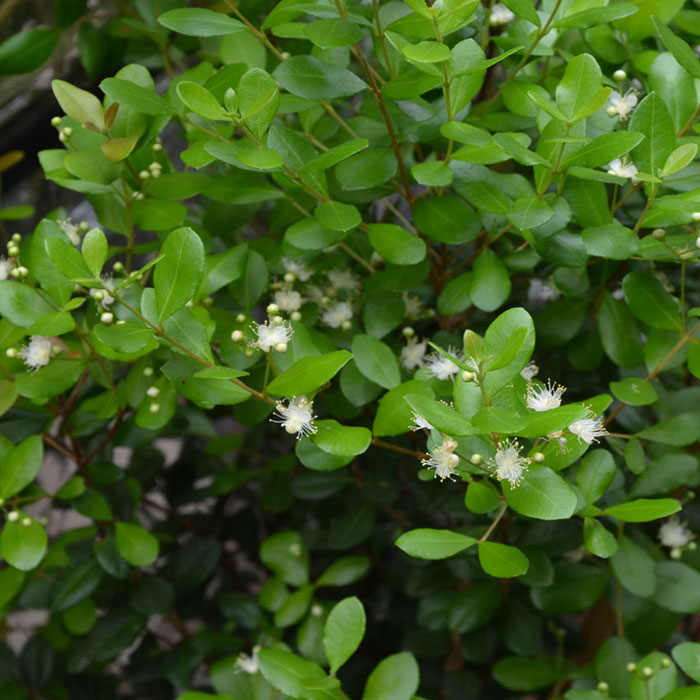 Simpson Stopper VerdeGo