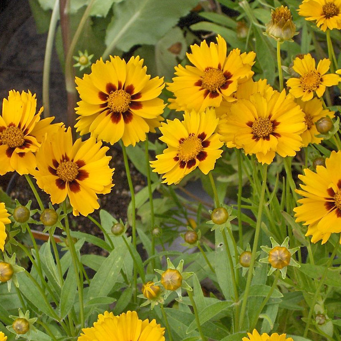 Coreopsis VerdeGo