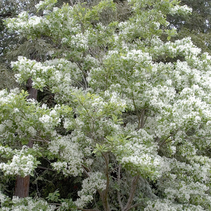 Fringe Tree VerdeGo