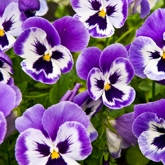 Pansies VerdeGo