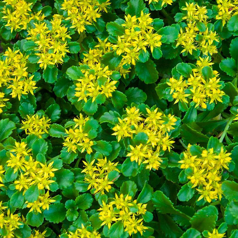 Sedum VerdeGo