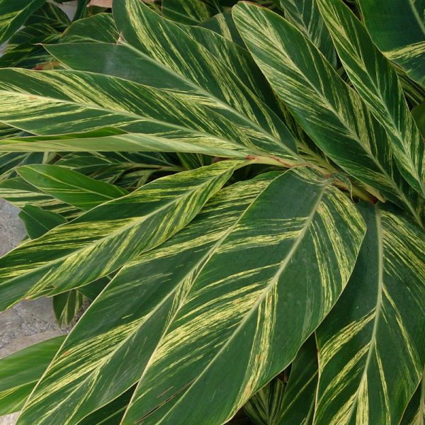 Variegated Shell Ginger VerdeGo