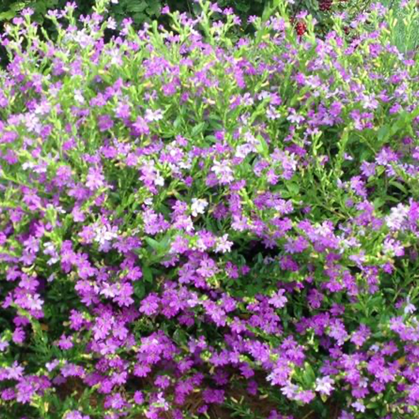 Mexican Heather VerdeGo