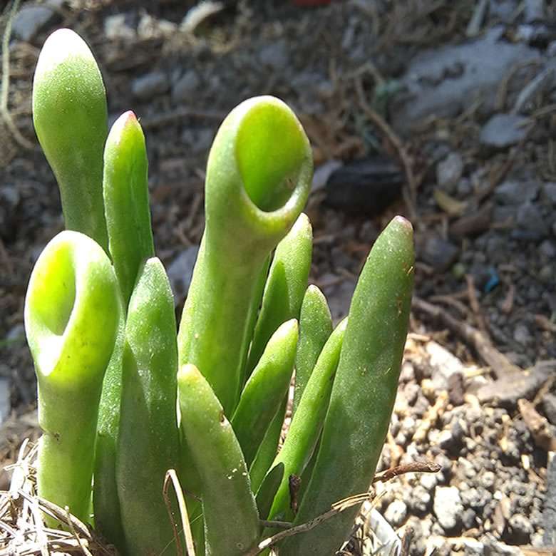 Crassula ovata Gollum (Orejas de Shrek) Verde Suculenta