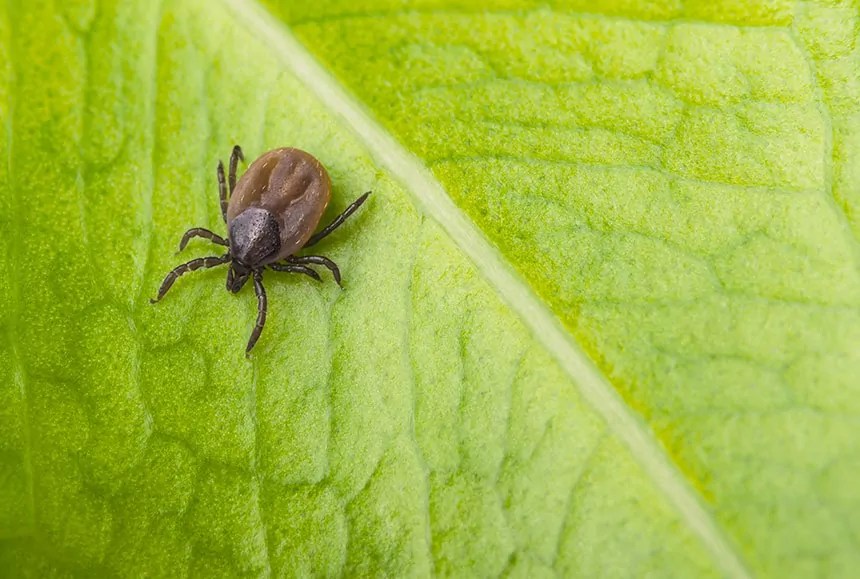 3 plantas que ahuyentarán a pulgas y garrapatas de su