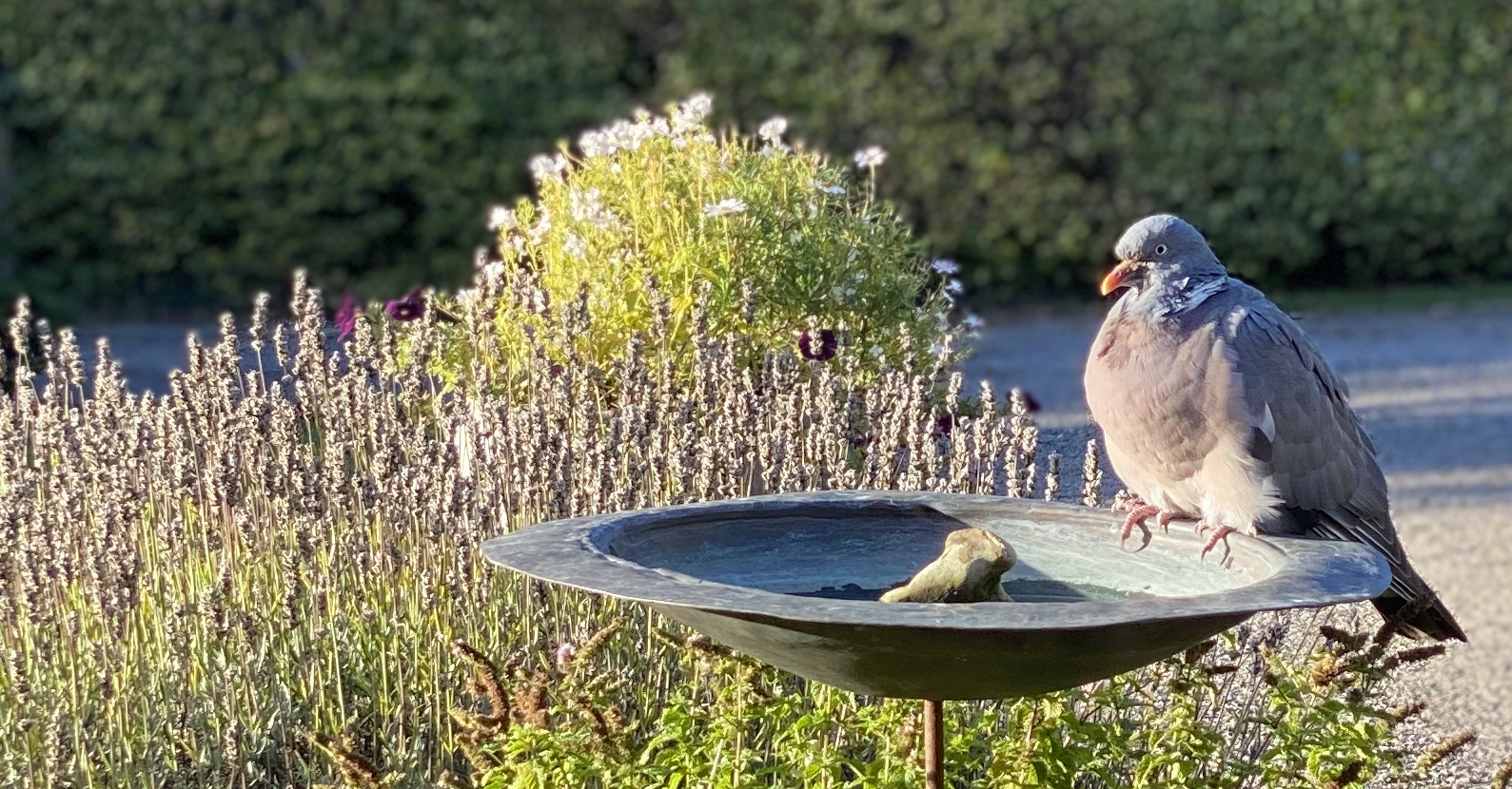 How To Provide Water For Birds Verdigris UK