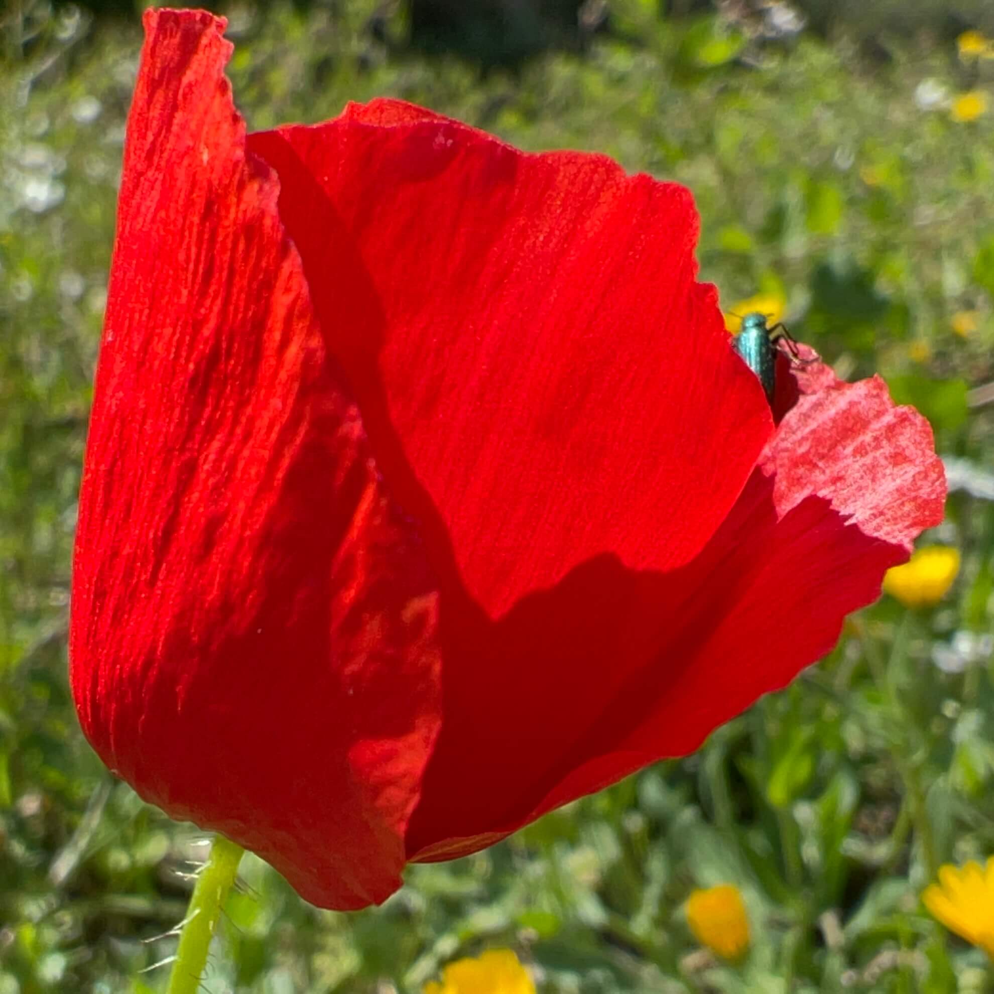 La flor de la amapola su lado femenino Verdópolis