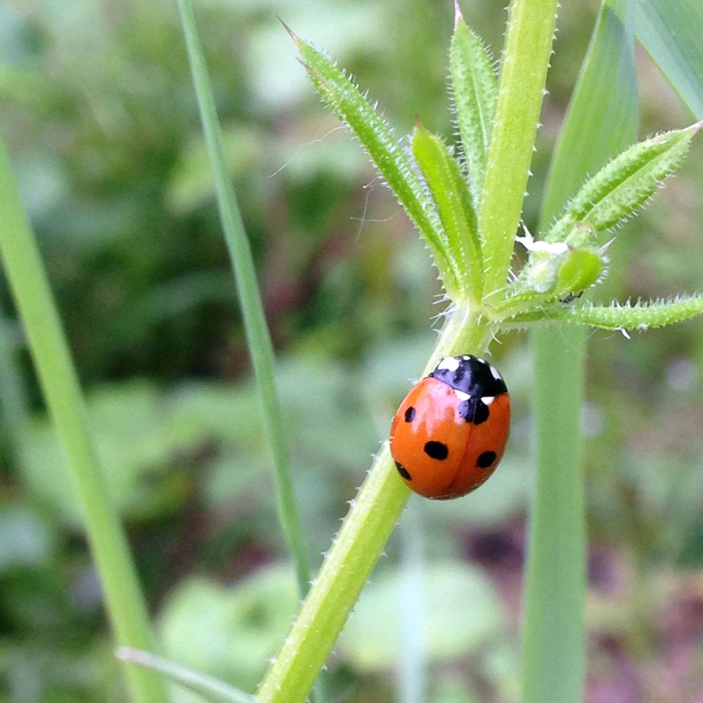 Mi experiencia con las mariquitas en el huerto urbano Verdópolis