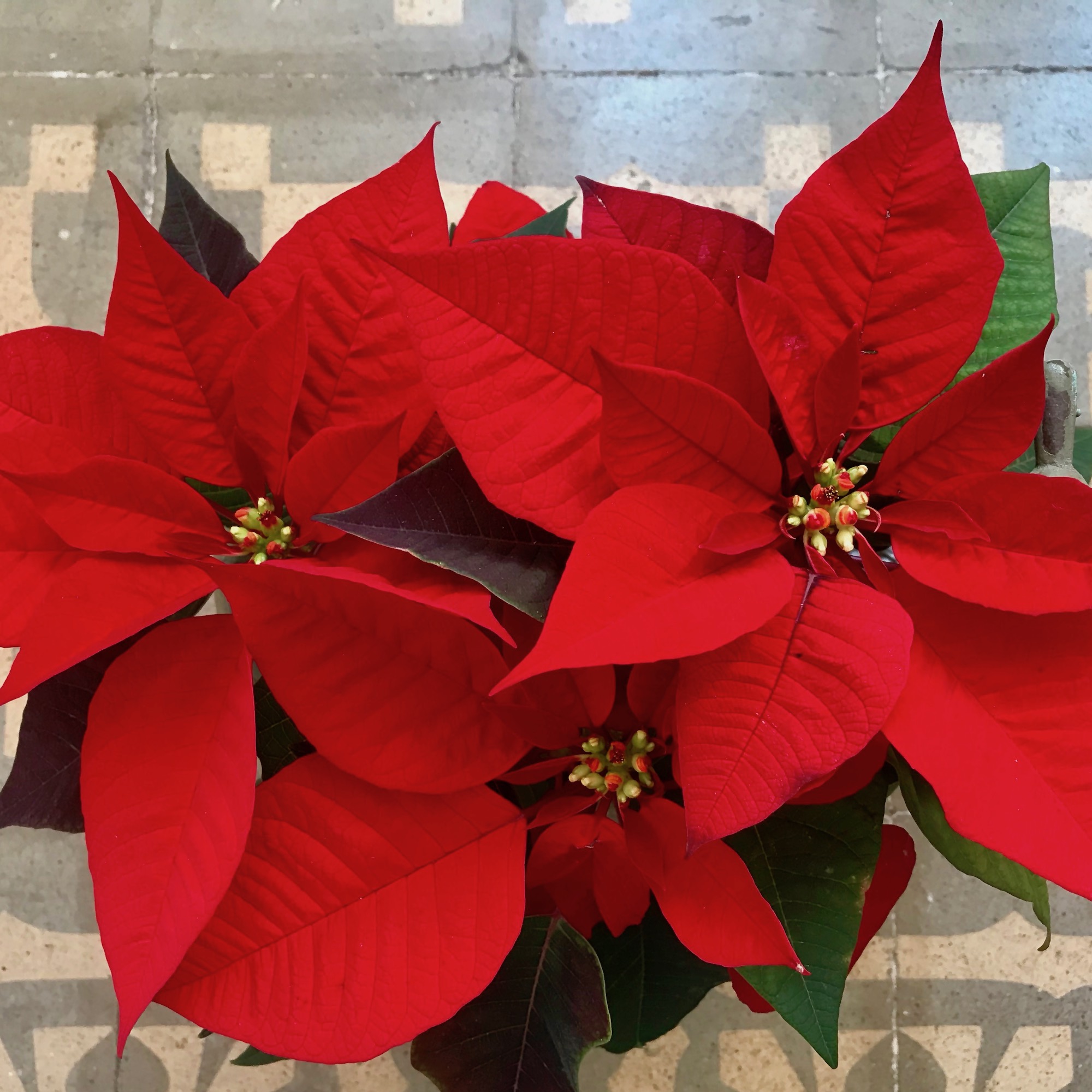 Conoce tu Flor de Pascua Verdópolis