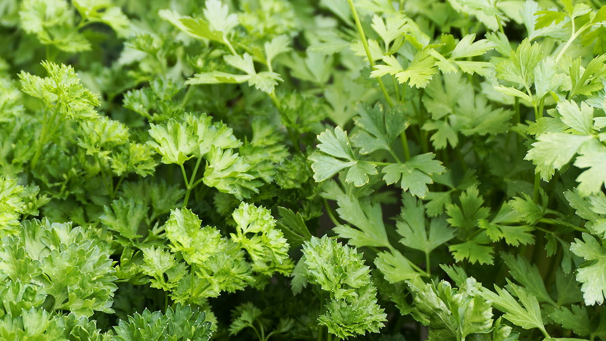 Le persil est une plante aromatique très productif et