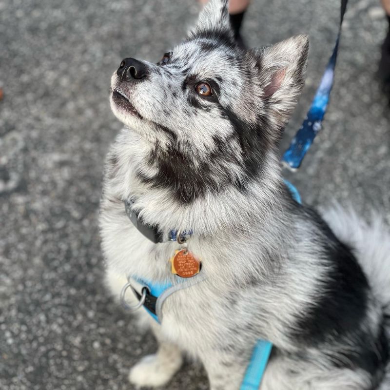 VERG Brooklyn Patient Gallery Vet Clinic In Brooklyn, NY