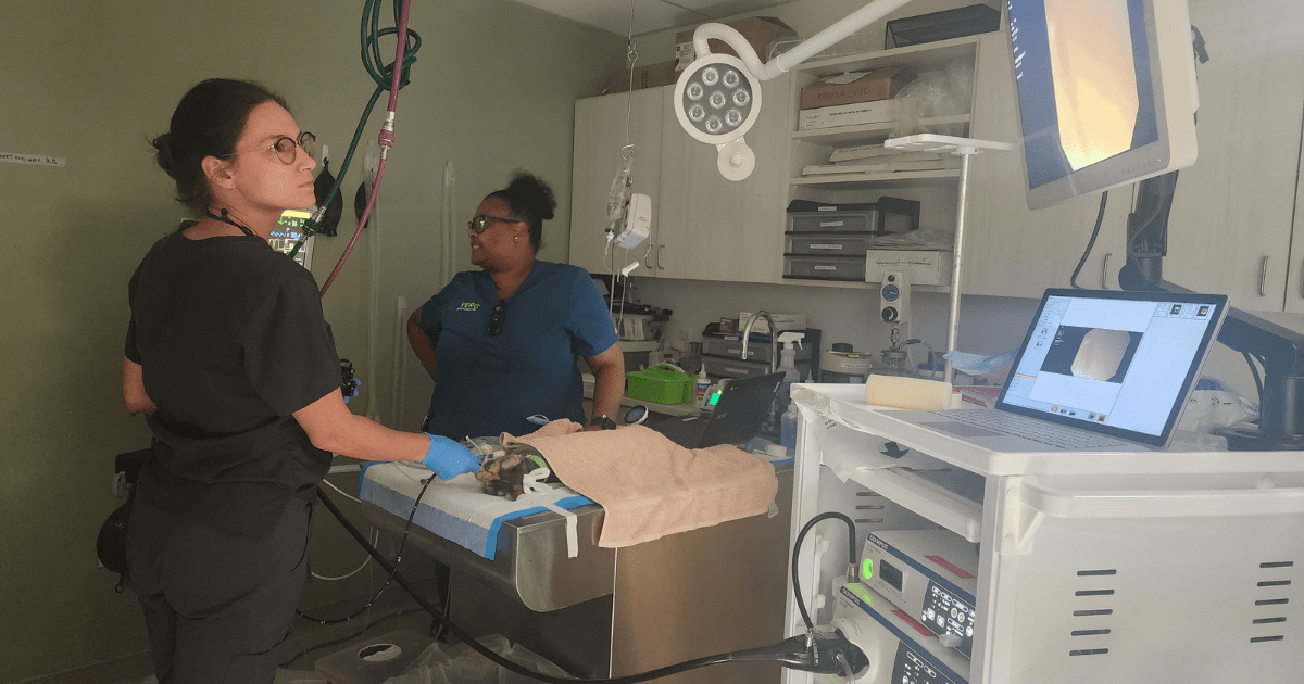 What Does A Veterinary Internal Medicine Specialist Do, And When Does