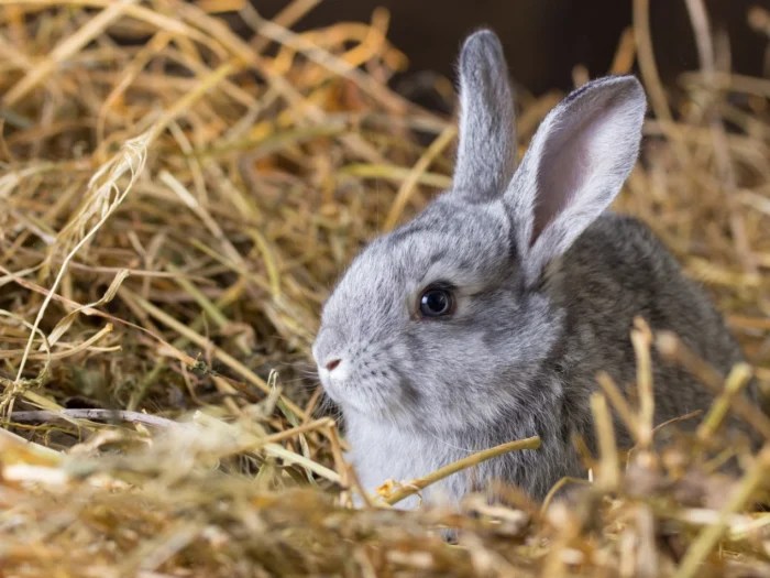 6 Tips For Keeping Your Rabbit Indoors Verge Campus