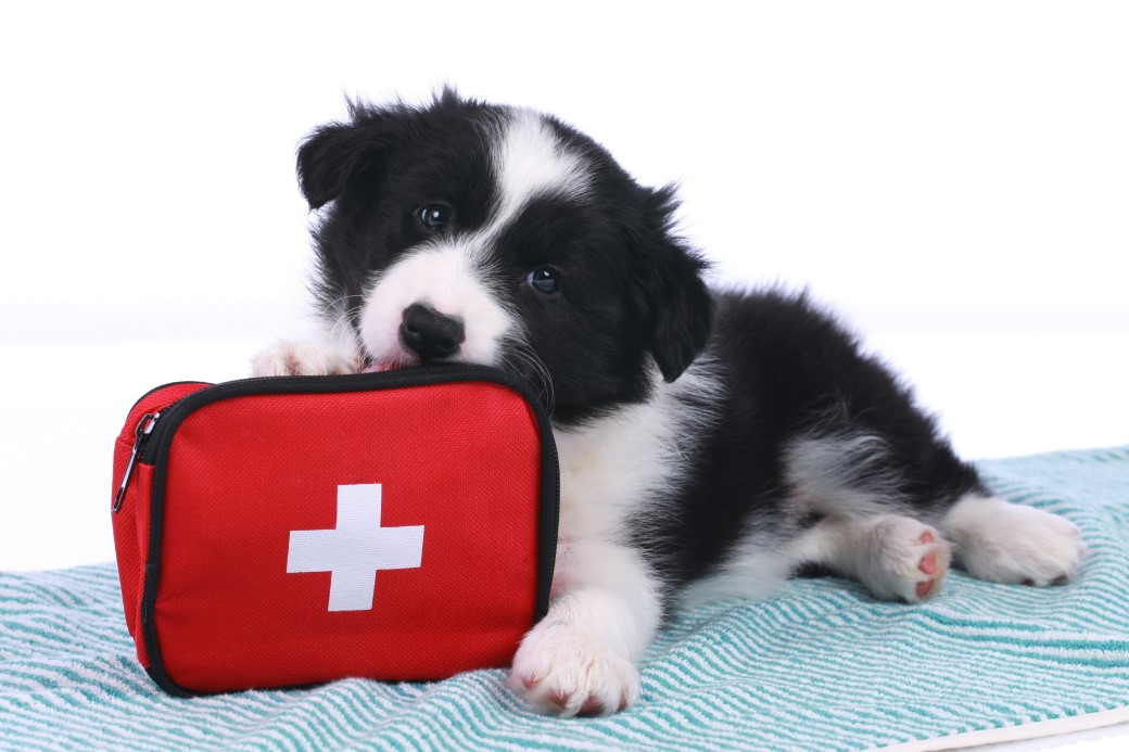 Pet First Aid Essentials ─ 6 Tips Every Pet Owner Should Know Verge
