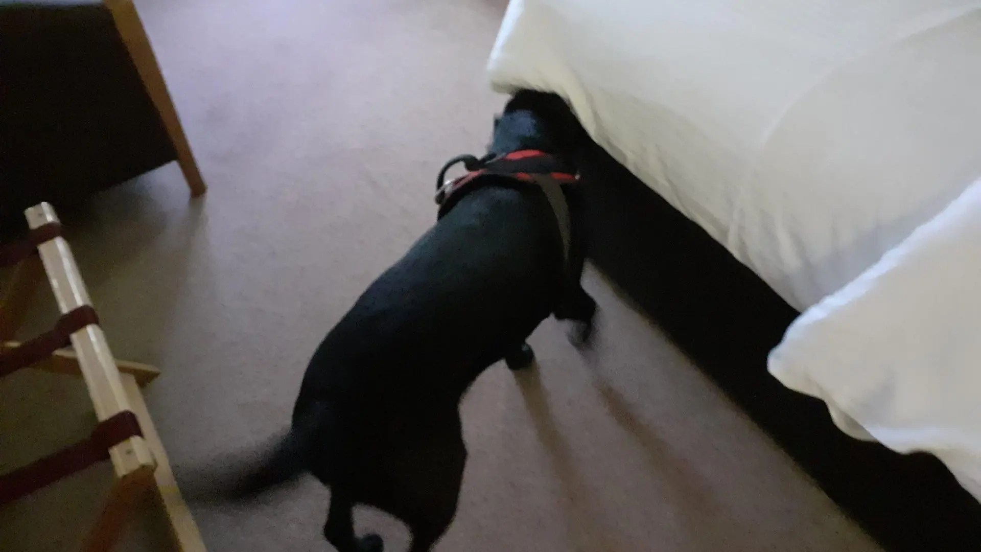 Canine Detection Services for Bed Bugs Vergo