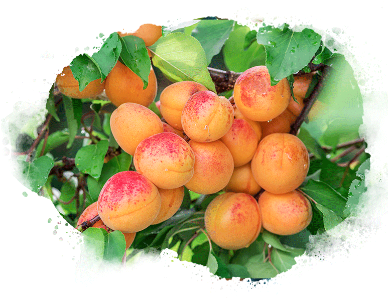 The Sweet Season of Apricots Veritable Vegetable