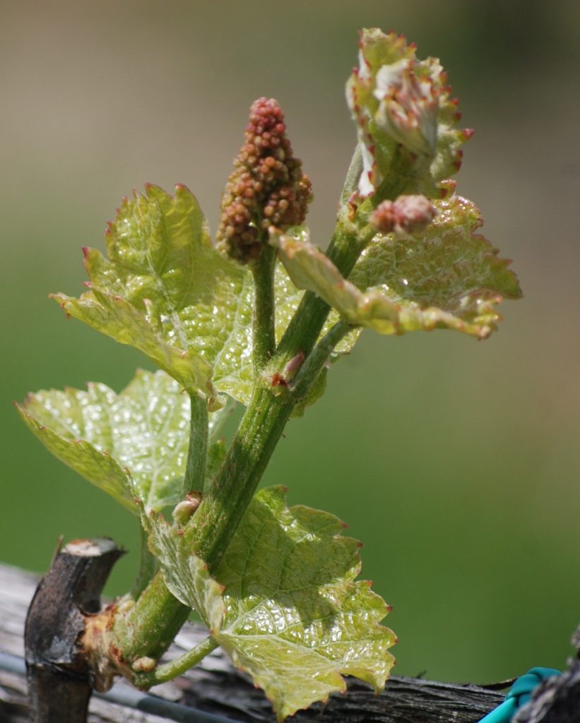 A Day in the Life of a Vine Flowering Veritas Vineyard and Winery