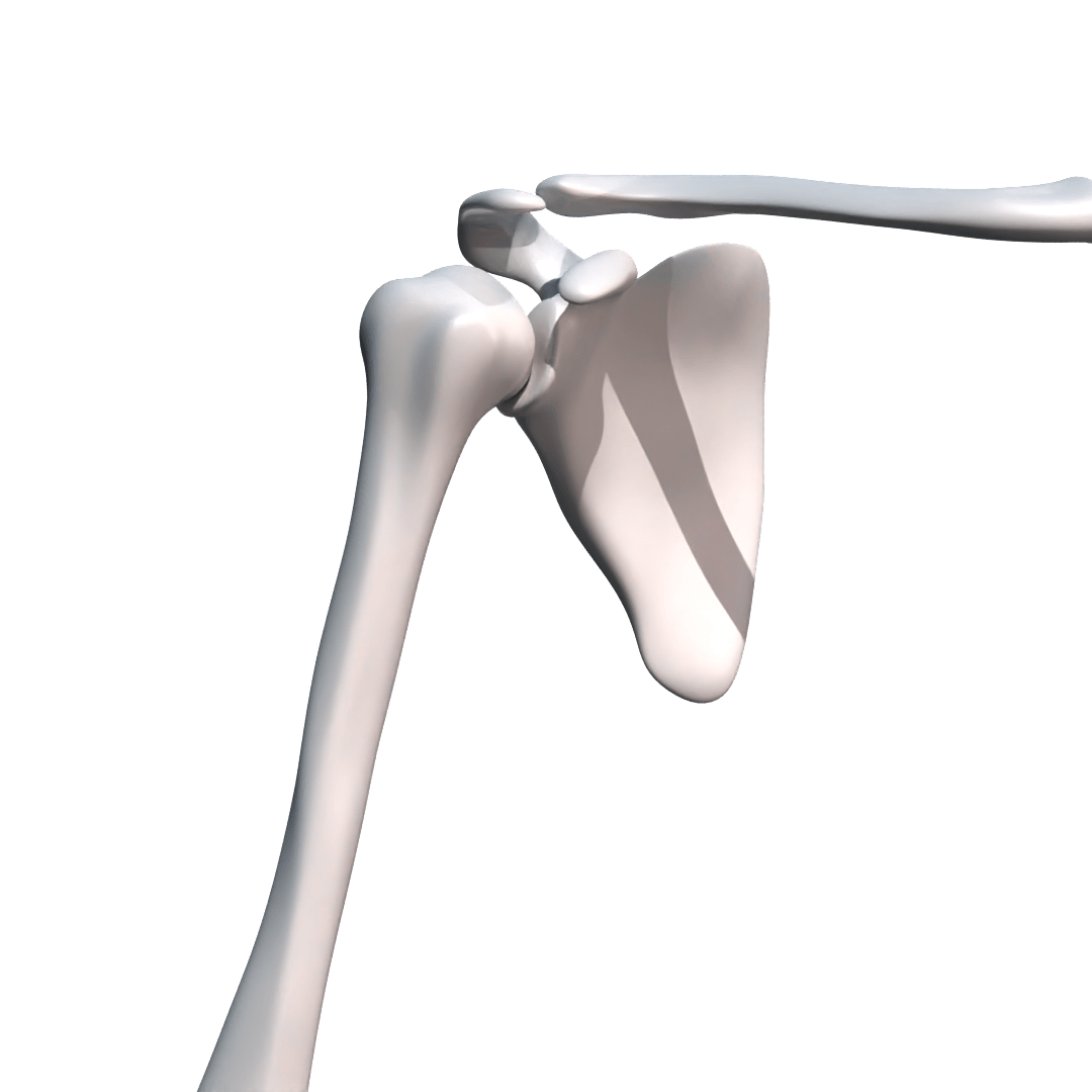 Schultereckgelenksprengung vom Arzt im Video erklärt Verletzikon