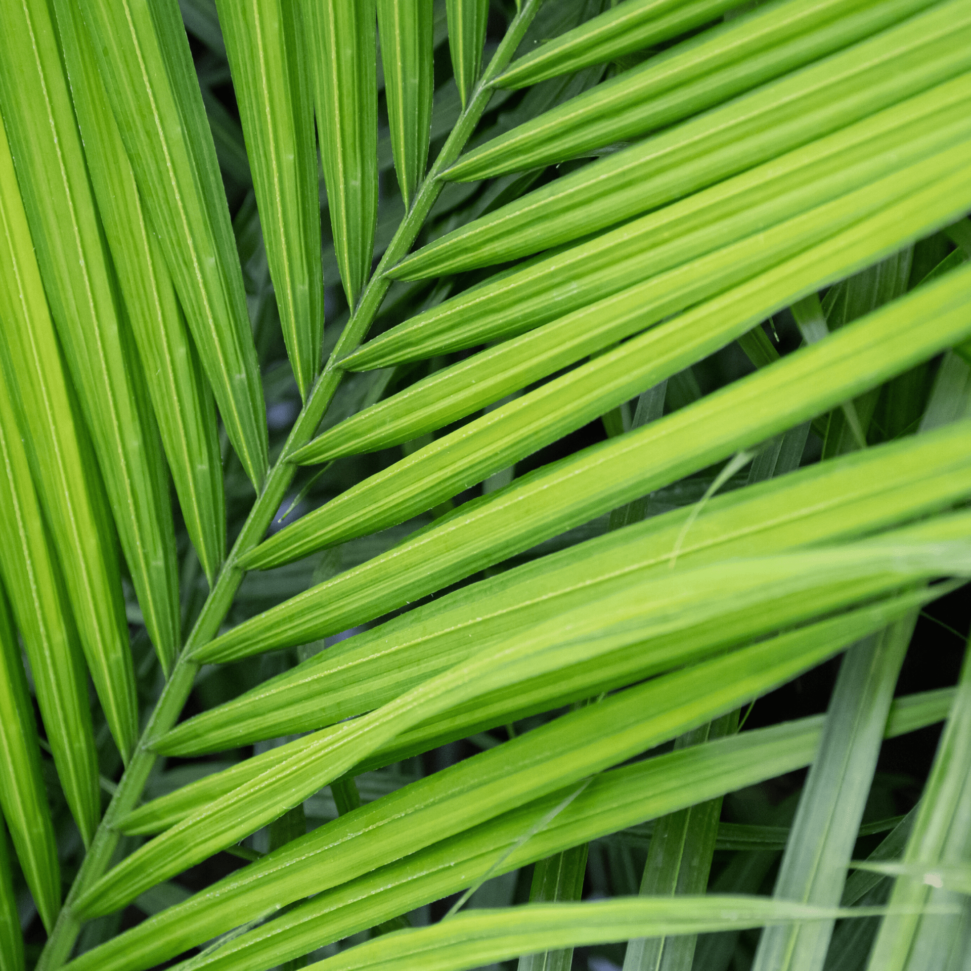 Vermeer Garden Centre & Flower Shop