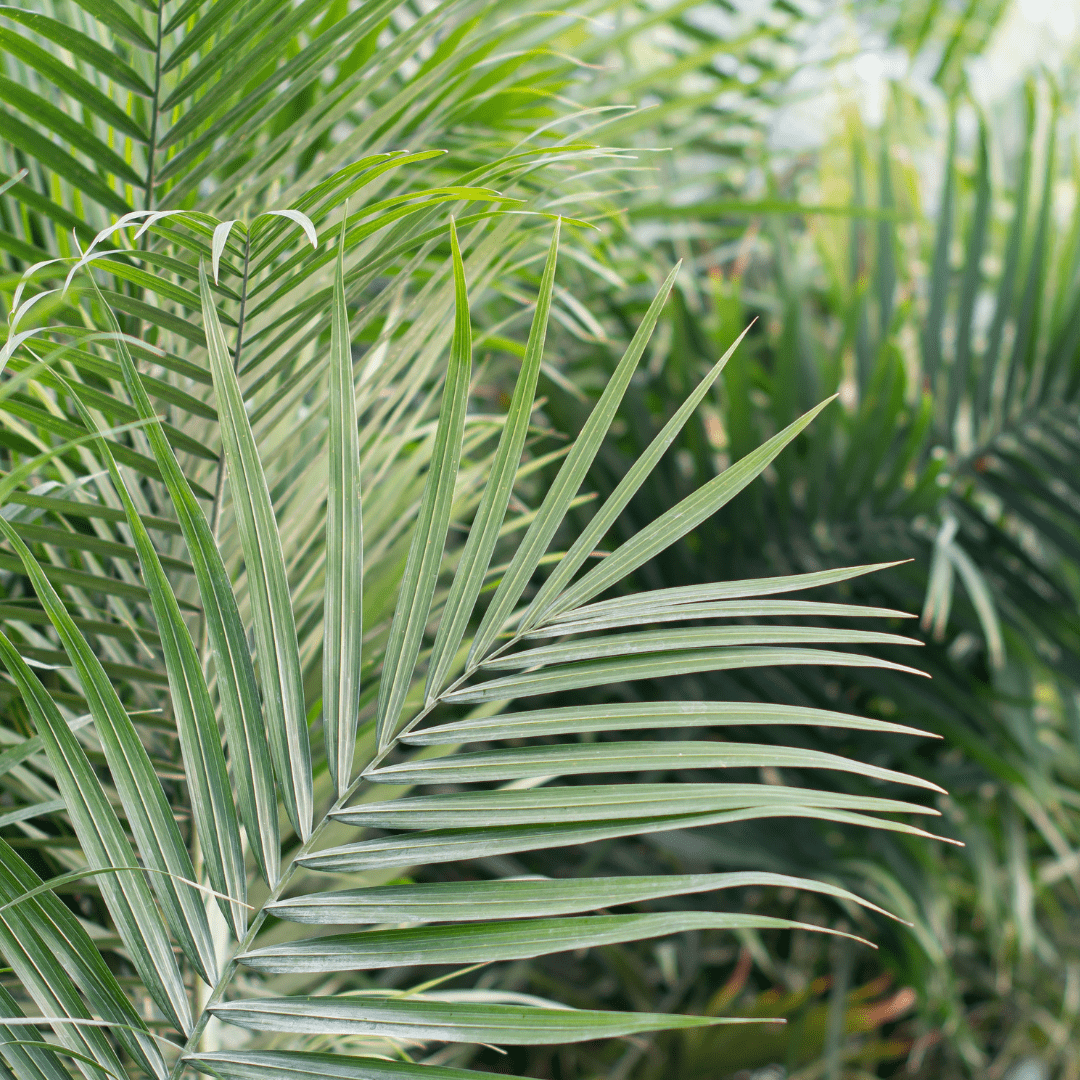 How to Transition Your Tropical Plants Indoors for Winter Vermeer