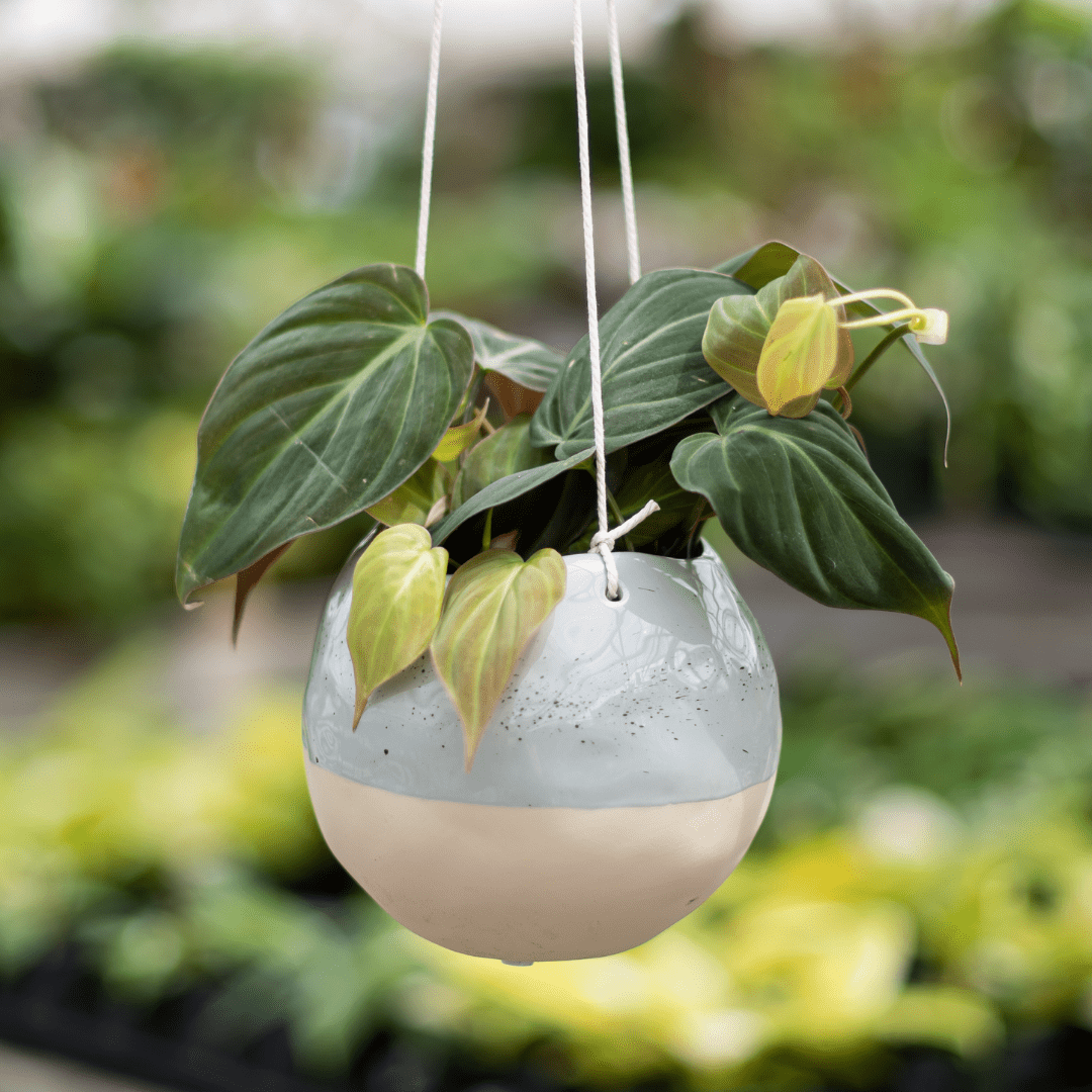 Vermeer Garden Centre & Flower Shop