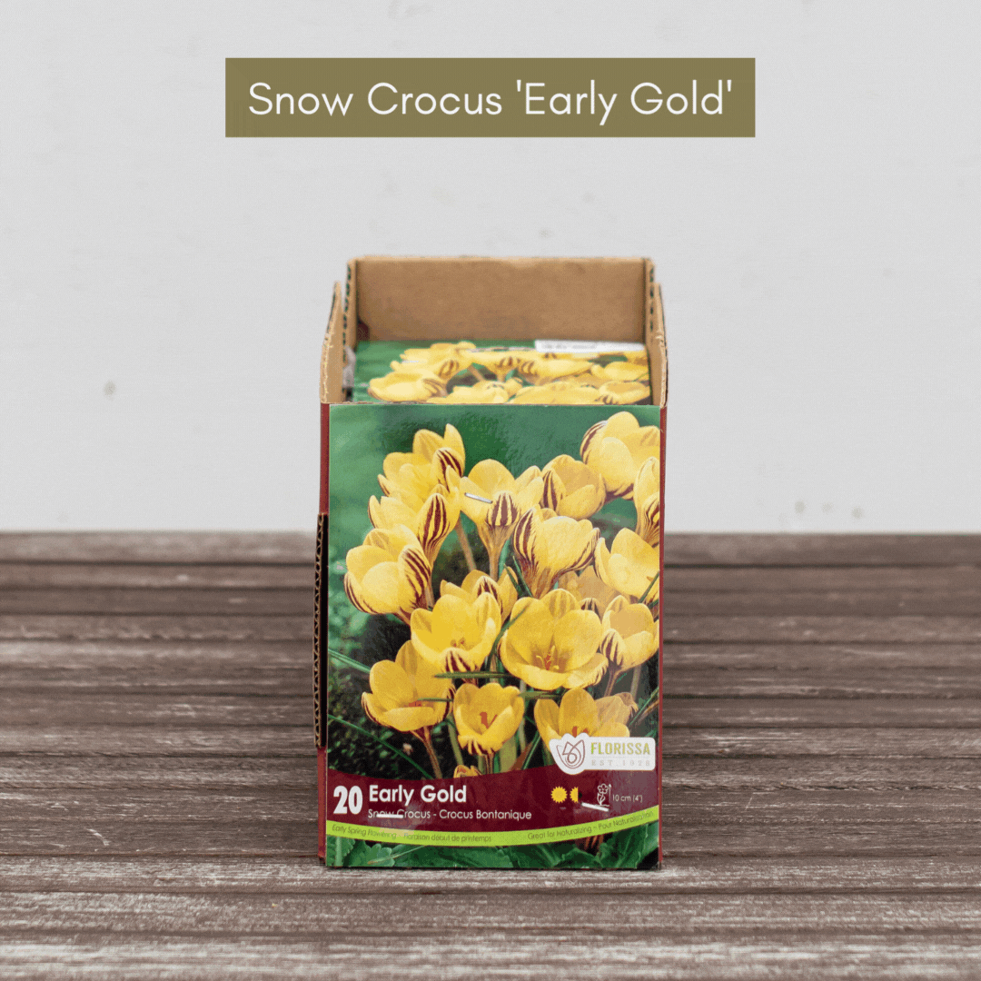Fall Bulbs Are Here! Vermeer