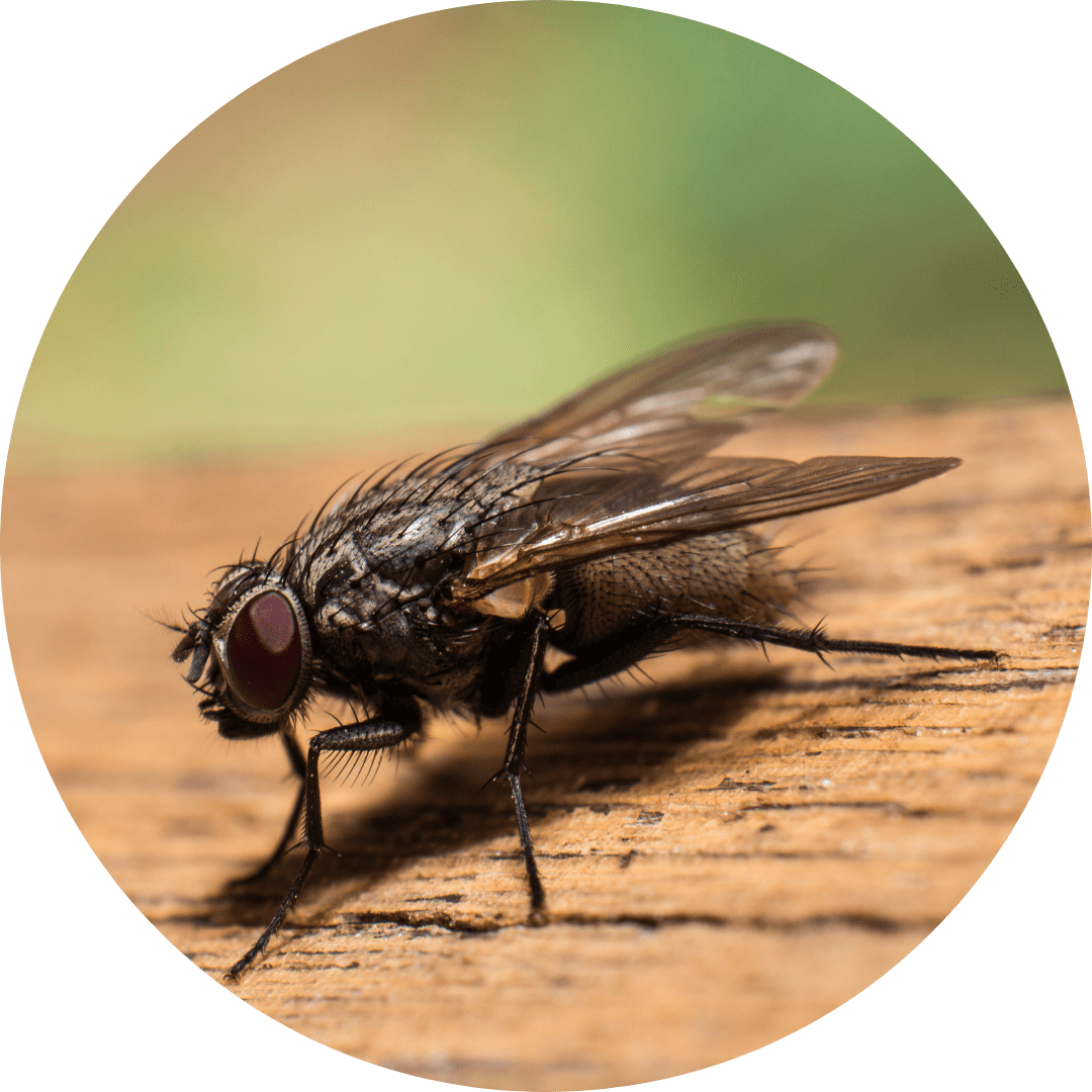 Flies and Fly Infestation Your Questions Answered VermEx