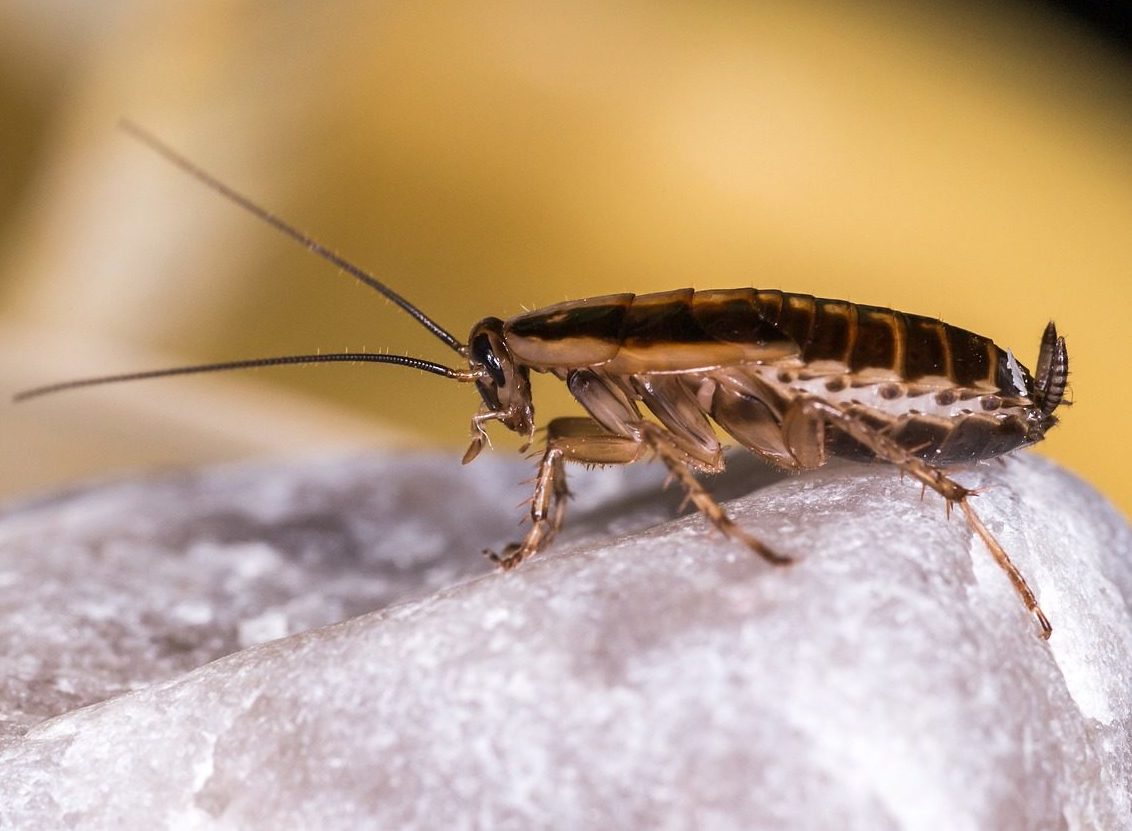 Pest Control Johannesburg Verminator Pests Quick, Safe and Easy