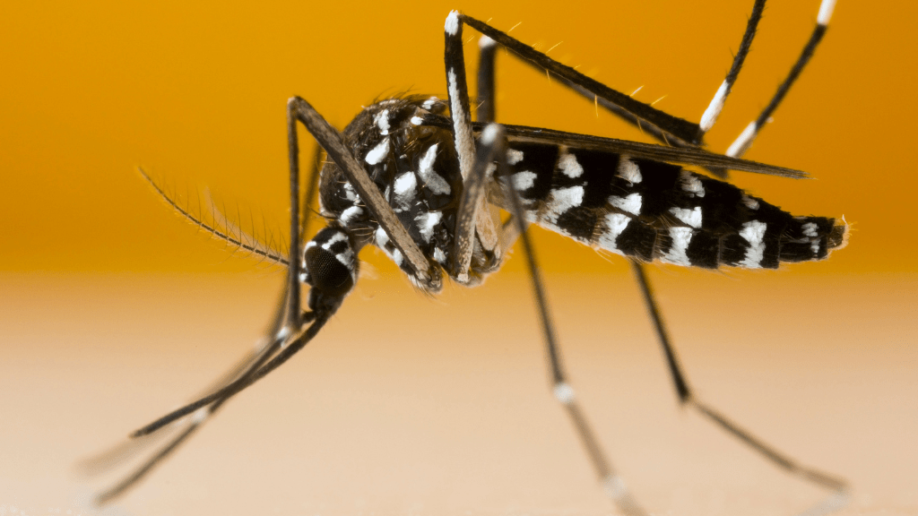 Mosquitoes Control in Singapore Verminator