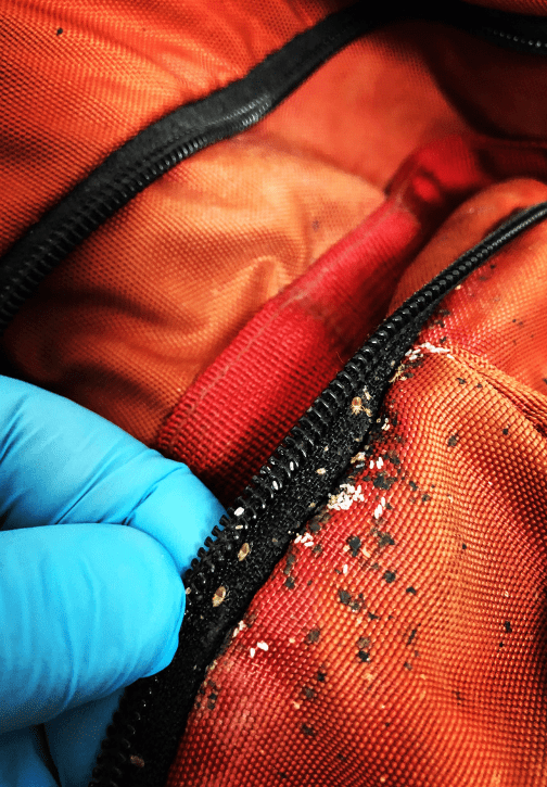 Bed Bugs Control Singapore Verminator