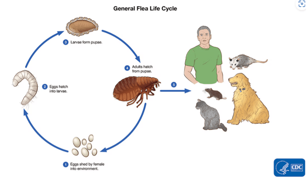Prevent and Treat Flea Infestation in Singapore Verminator
