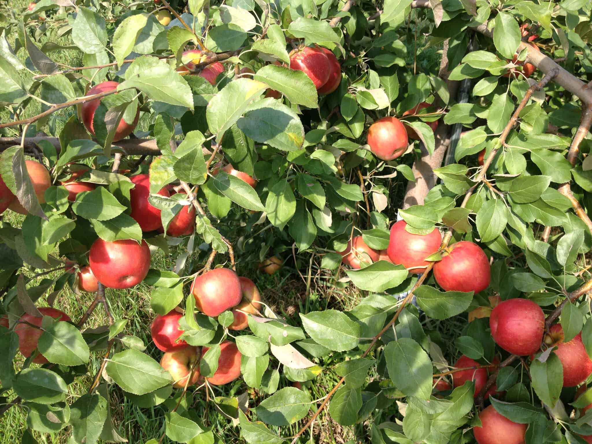 Shelburne Orchards